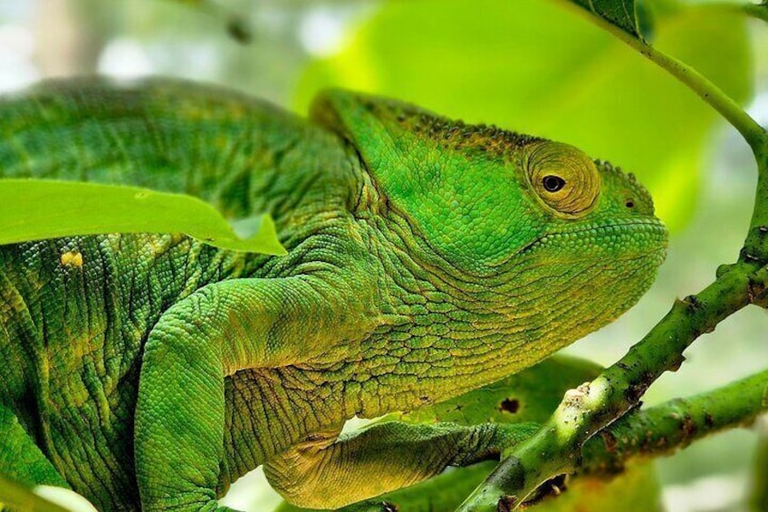 Eleven Days Private Tour in Madagascar