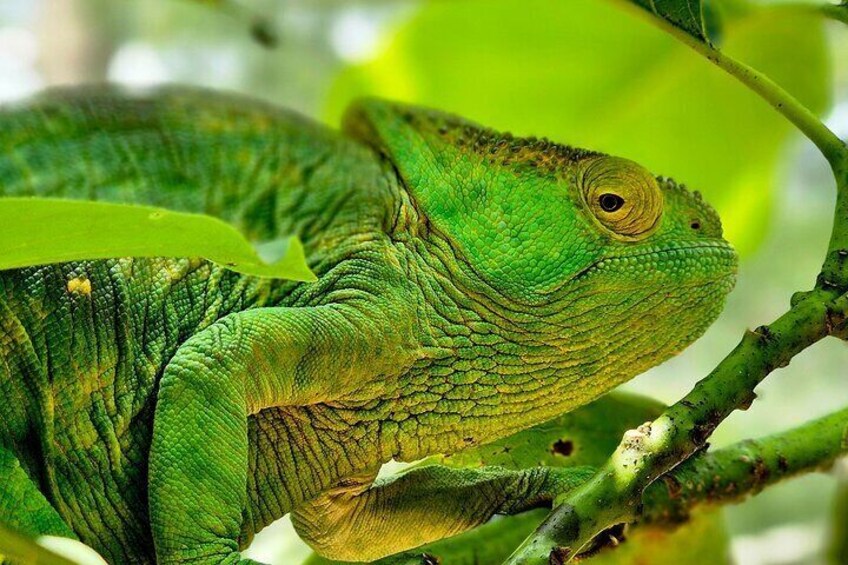 Eleven Days Private Tour in Madagascar