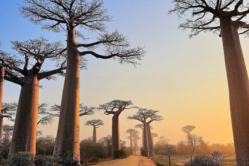 Eleven Days Private Tour in Madagascar