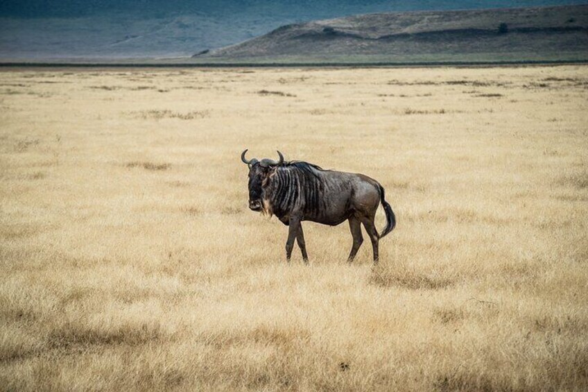 lone Wildbeest in Serengeti Plains