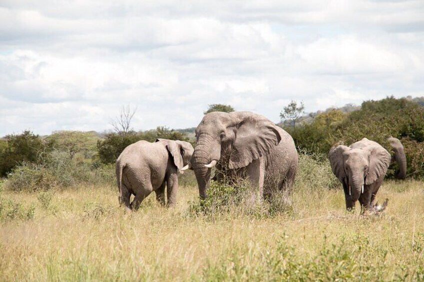 Elephants in the plains 