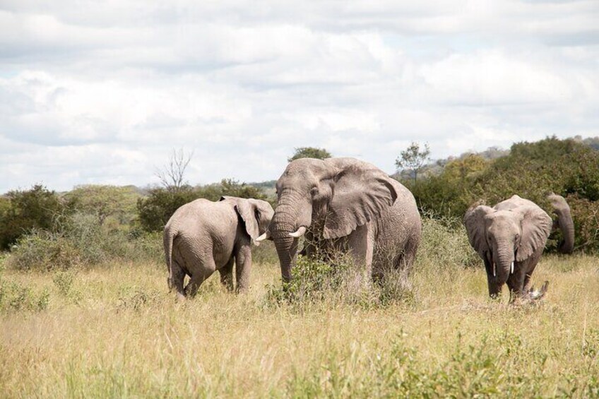 Elephants in the plains