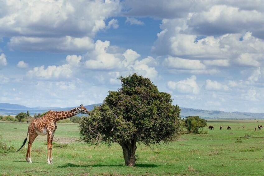 giraffe feeding on the tree