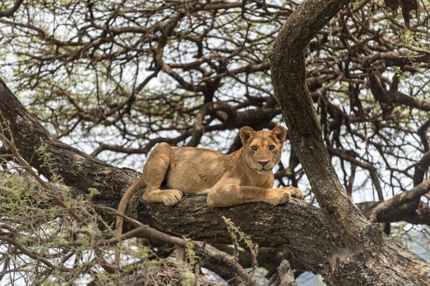 Lioness resting on the tree