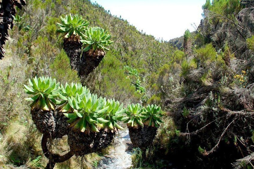 Private Multi Day Machame Route Climb in MT Kilimanjaro