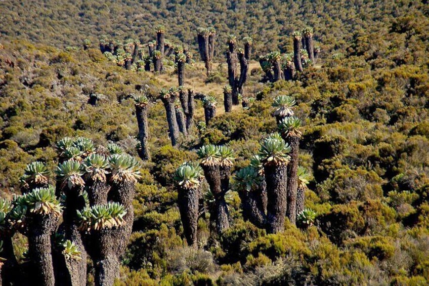 Private Multi Day Machame Route Climb in MT Kilimanjaro