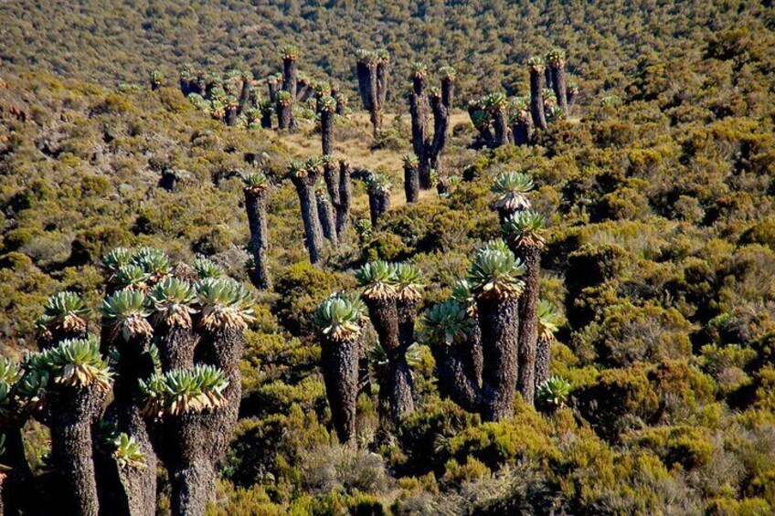 Private Multi Day Machame Route Climb in MT Kilimanjaro