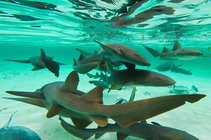 Underwater beauty 