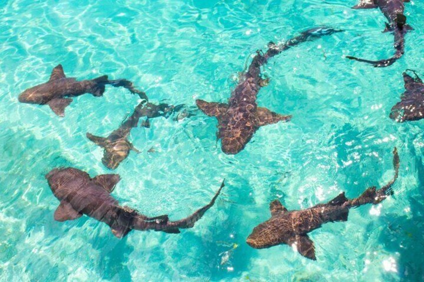 Beautiful sharks