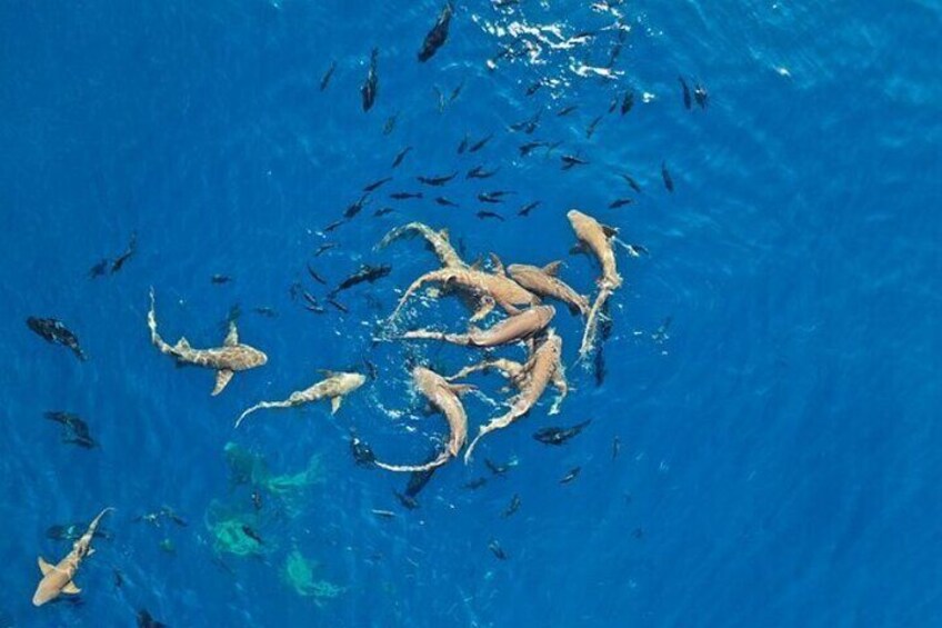 Group of sharks