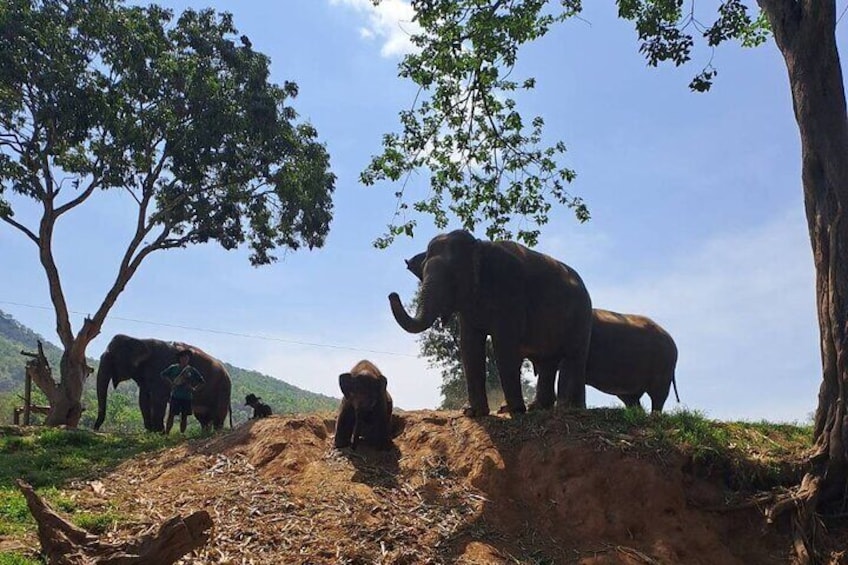 Chiang Mai Elephants Sanctuary, Wat Banden & Sticky Waterfall