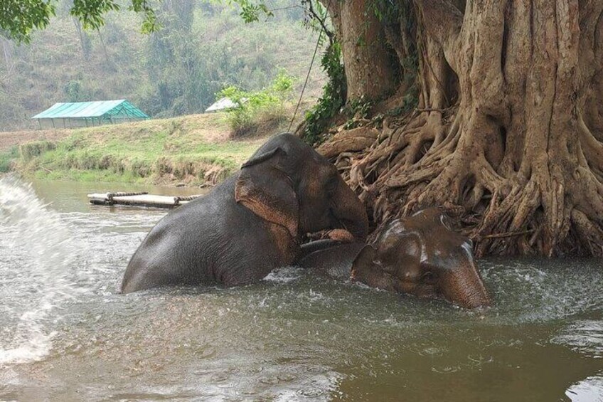 Chiang Mai Elephants Sanctuary, Wat Banden & Sticky Waterfall