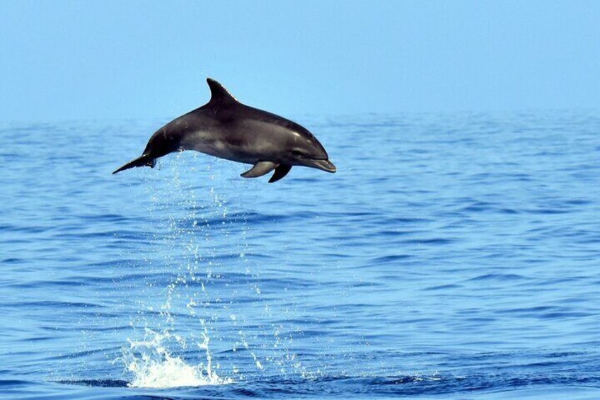 bottlenose dolphin jumping