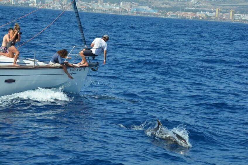 Dolphins playing