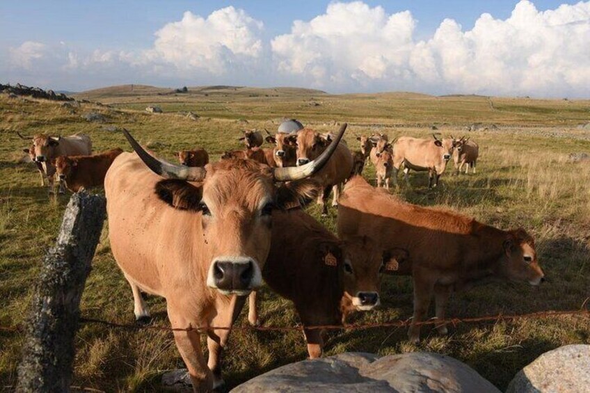 Gastronomy Excursion in Aubrac with Lunch and Crafts