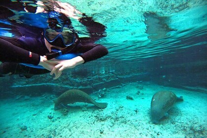 Small Group 6 Passenger Manatee Swim