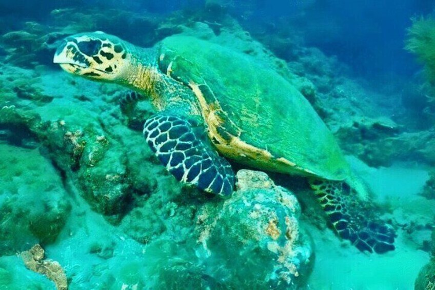 Snorkeling Tour at Caño Island 