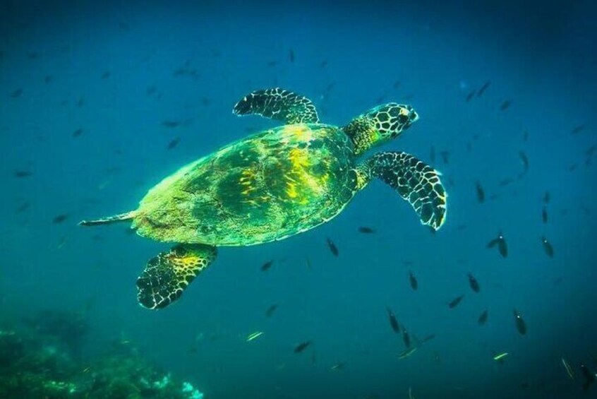 Snorkeling Tour at Caño Island 