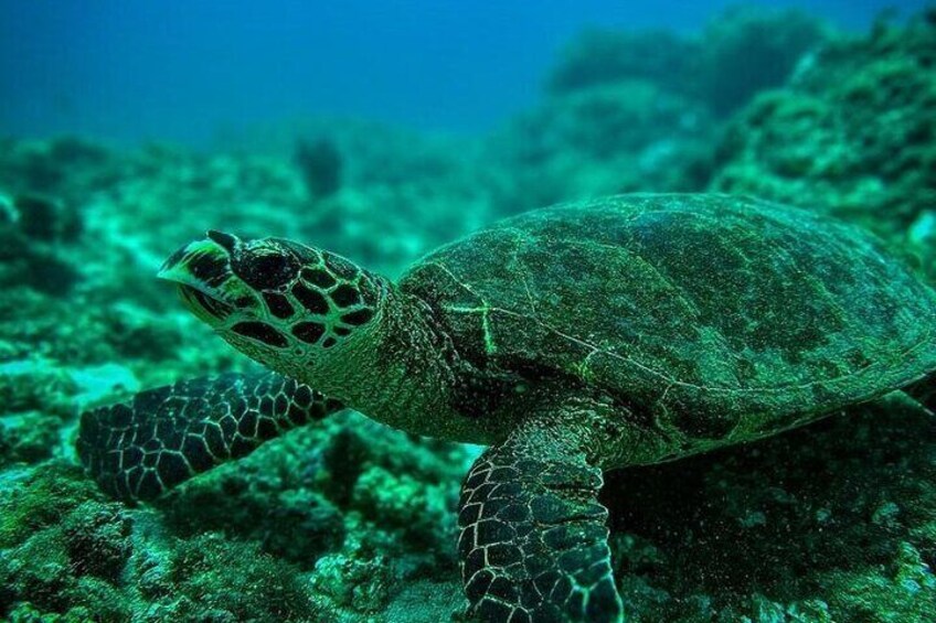 Snorkeling Tour at Caño Island 