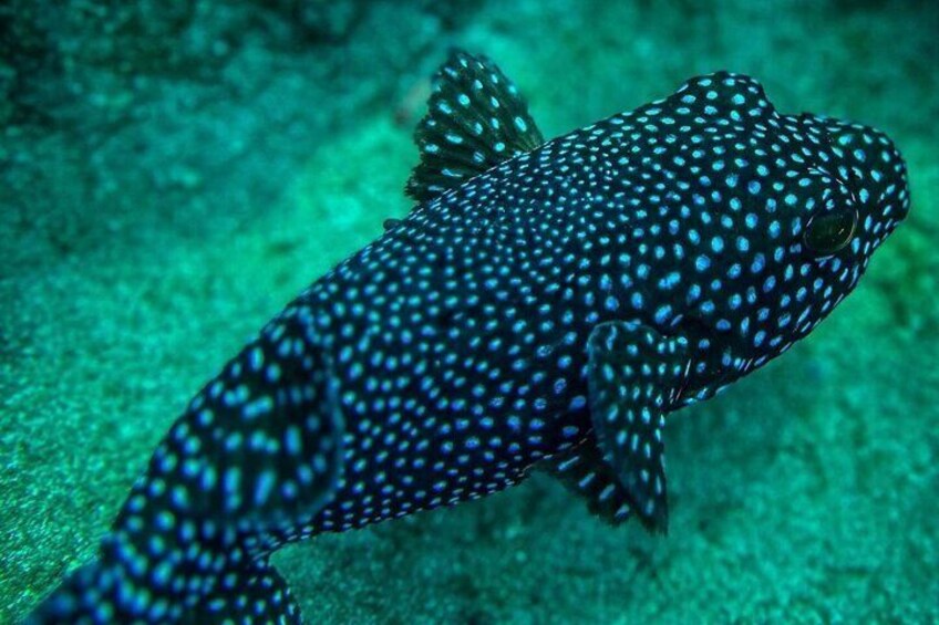 Snorkeling Tour at Caño Island 