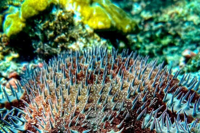 Snorkeling Tour at Caño Island 