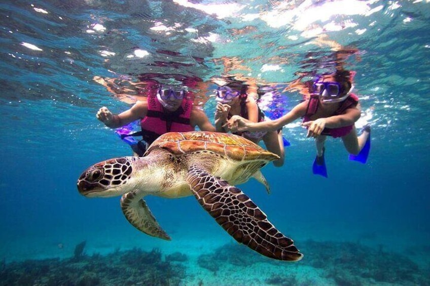 Combo El Yunque Rainforest and San Juan Snorkeling with Transport
