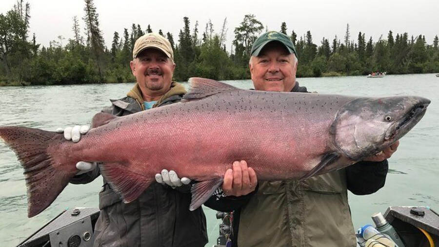 Kenai King Salmon on the Kenai River!