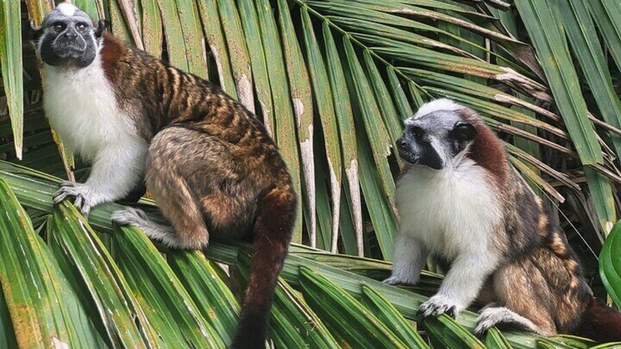 Guided Tour in Sloth Sanctuary and Monkey Island