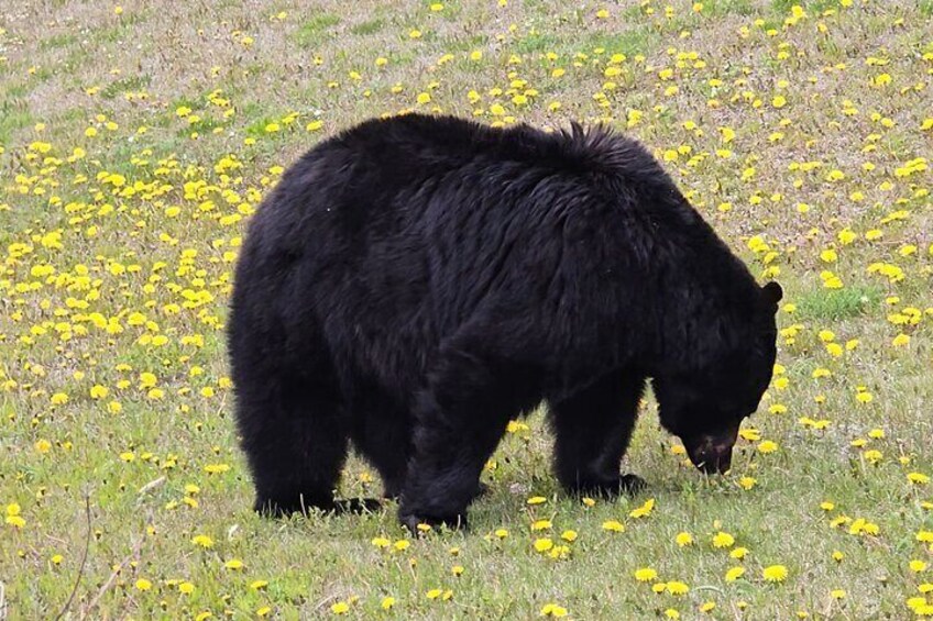 Black Bear