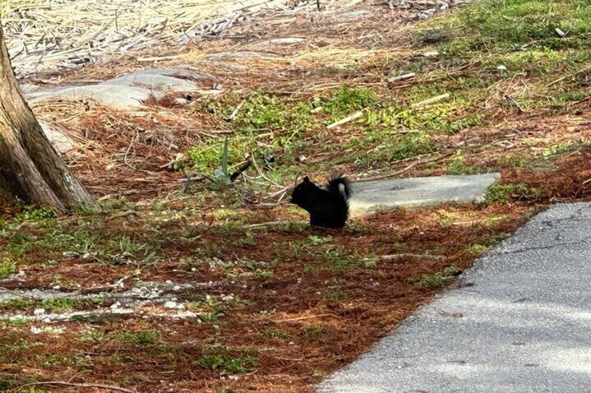 A black squirrel spotted at the lakefront park.