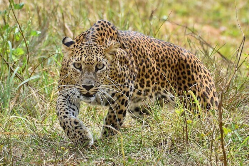 Sri Lanka 12 Days Private Guided Tour with Hotels Meals AC Car