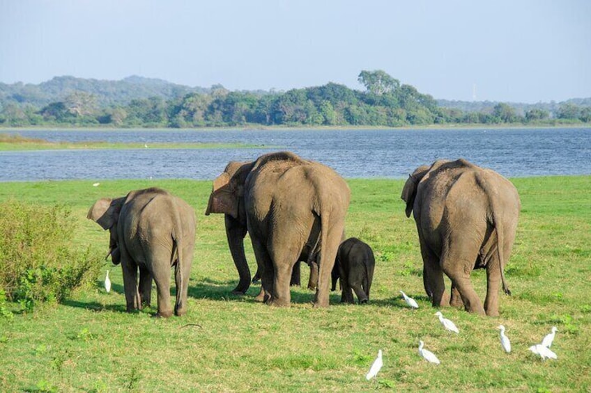 Sri Lanka 12 Days Private Guided Tour with Hotels Meals AC Car