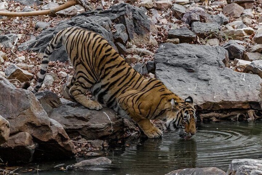 Ranthambore Tiger Safari Private Day Trip from Jaipur