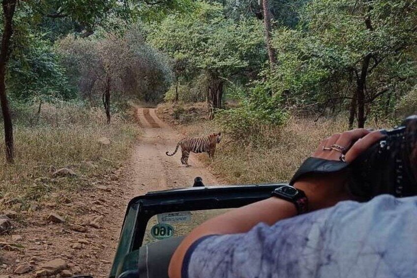 Ranthambore Tiger Safari Private Same Day Trip from Jaipur