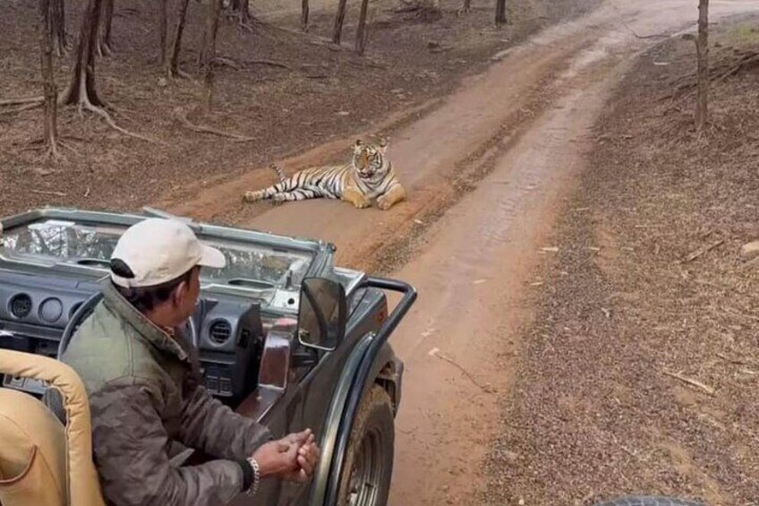Ranthambore Tiger Safari Private Same Day Trip from Jaipur