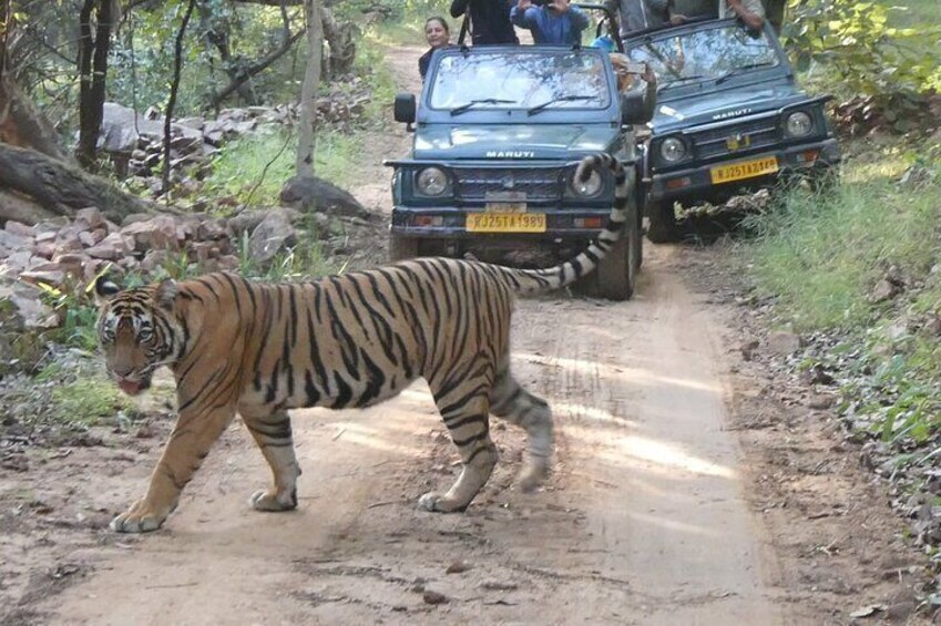 Ranthambore Tiger Safari Private Day Trip from Jaipur