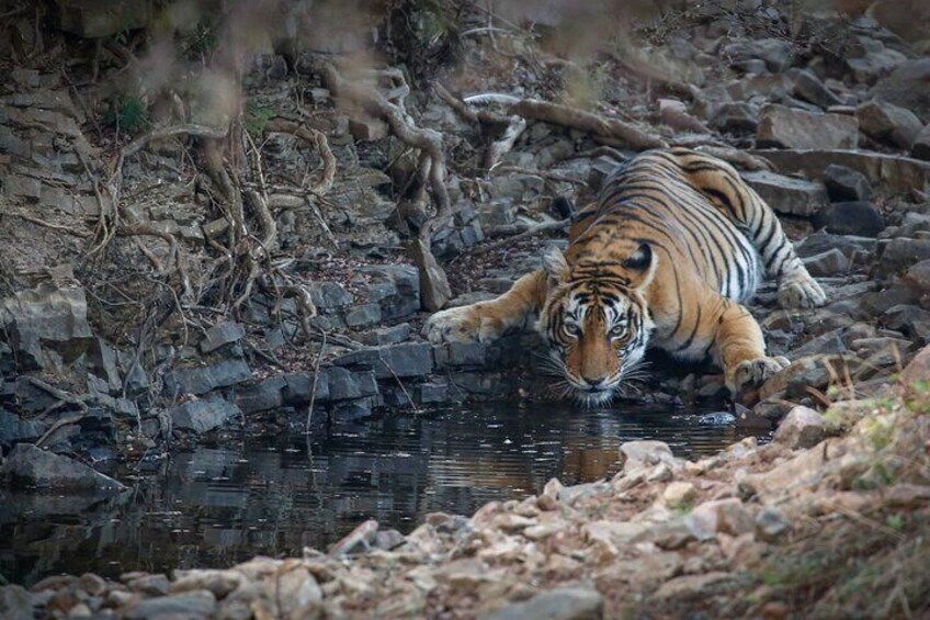 Ranthambore Tiger Safari Private Day Trip from Jaipur