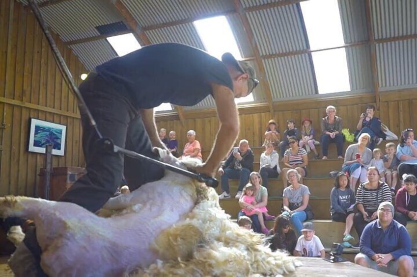 Sheepworld_shearing