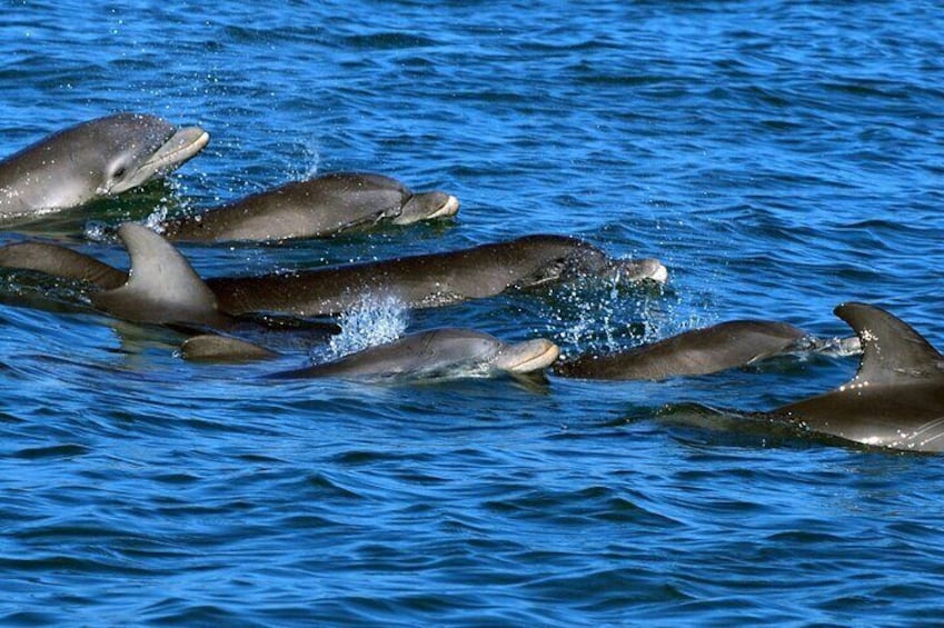 Private Dolphin Playground Safari