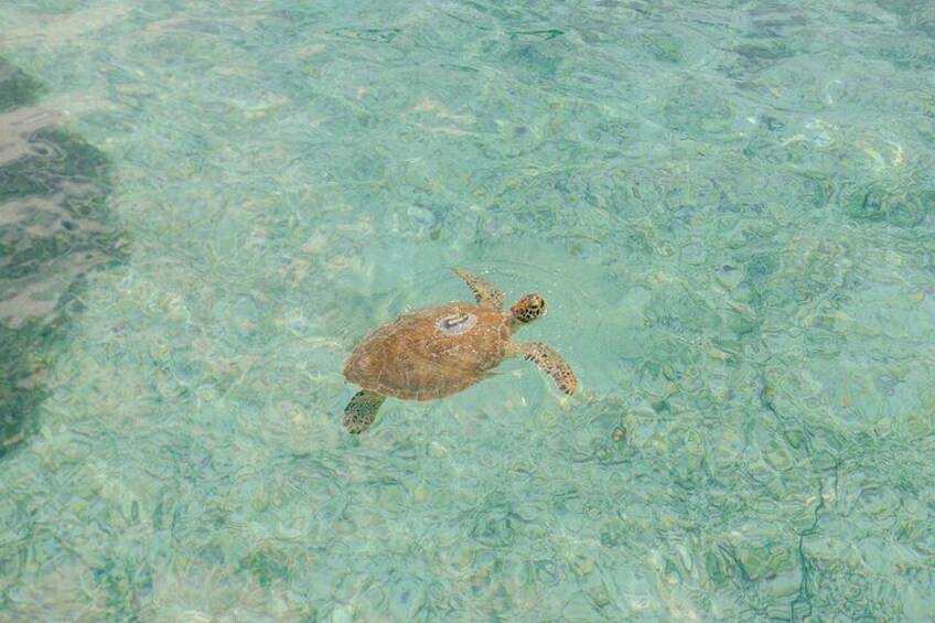 Turtle Spotting