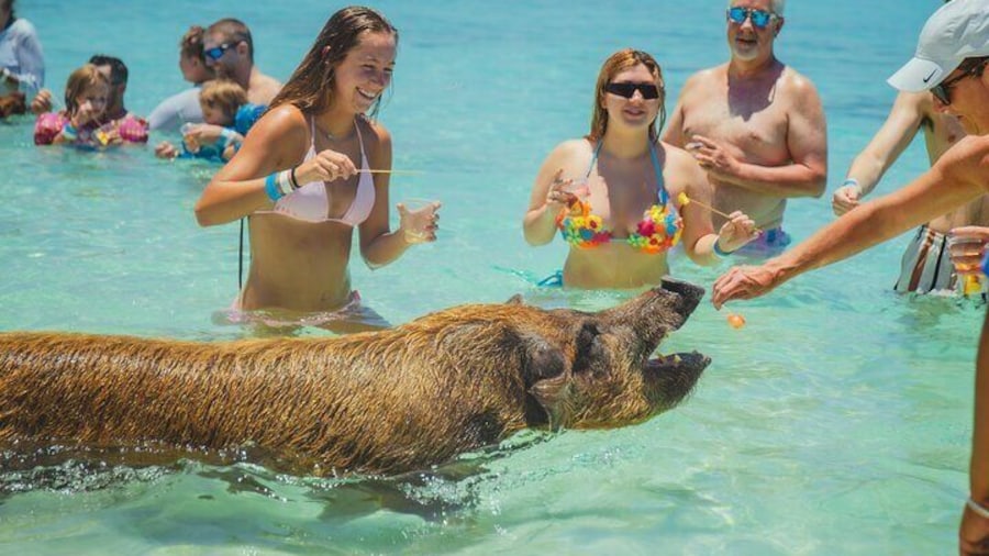 pig experience