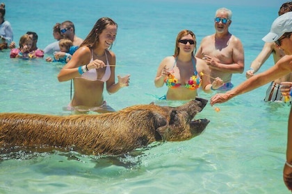 Guided All-inclusive Beach Day Excursion in Bahamas