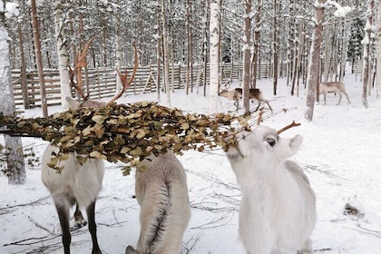 Arctic Huskies and Reindeers Fun in Rovaniemi