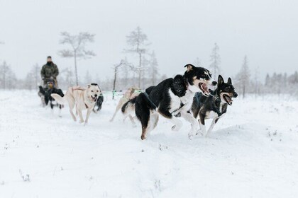 Arctic Huskies and Reindeers Fun in Rovaniemi