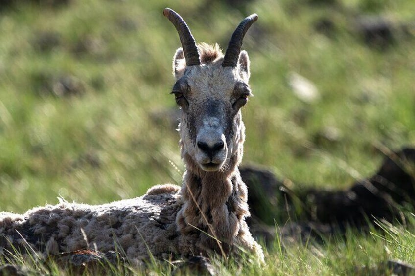 Private Wildlife Photography Tour In Yellowstone National Park