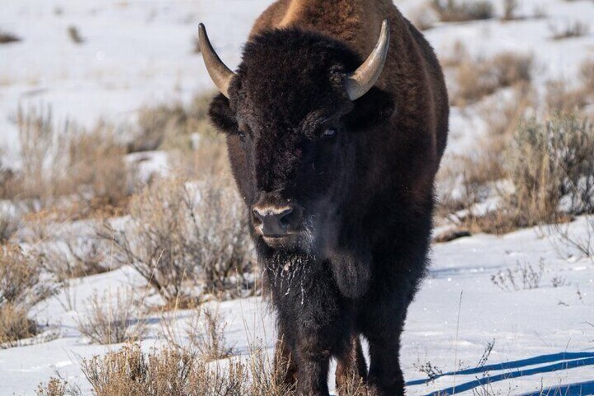 Private Wildlife Photography Tour In Yellowstone National Park