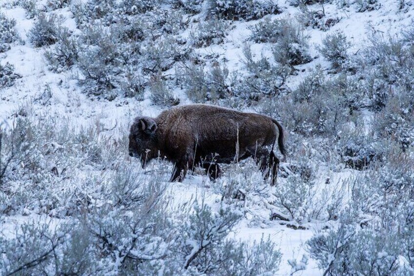 Private Wildlife Photography Tour In Yellowstone National Park