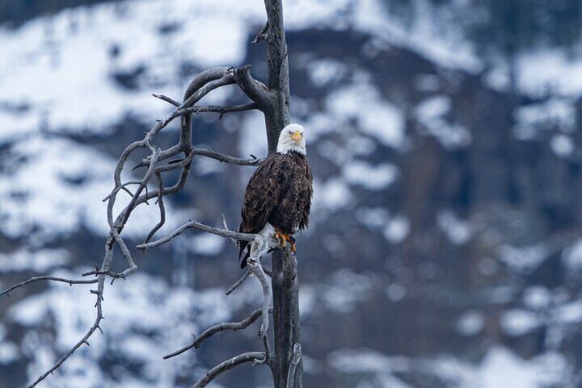 Private Wildlife Photography Tour In Yellowstone National Park