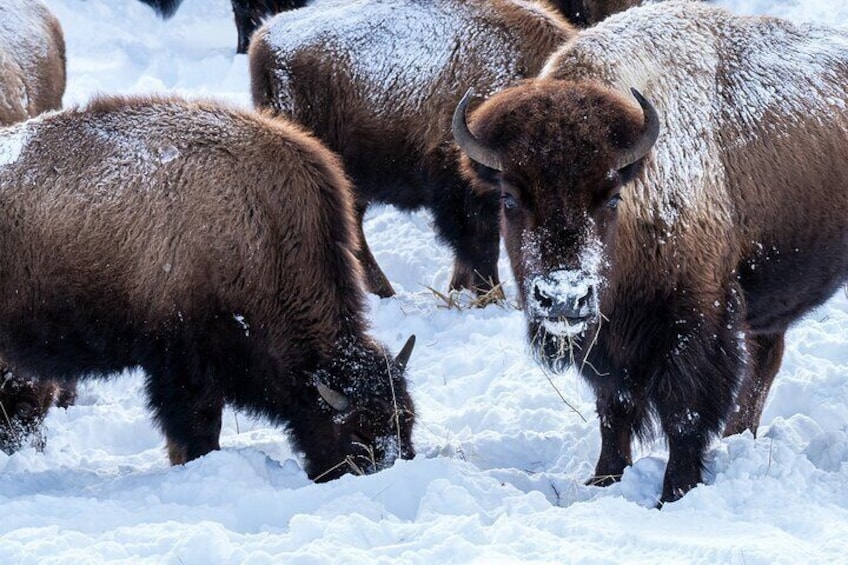 Private Wildlife Photography Tour In Yellowstone National Park