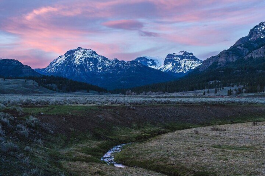 Private Wildlife Photography Tour In Yellowstone National Park